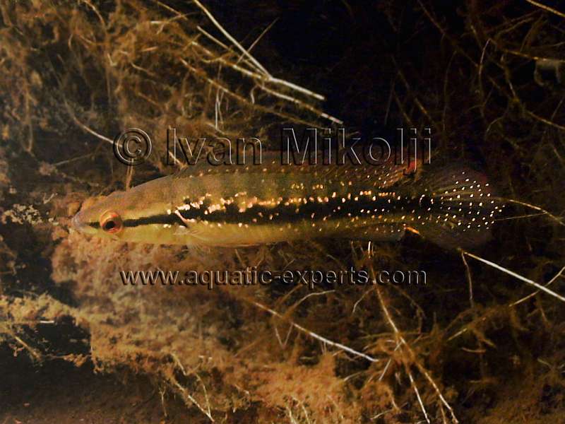 Crenicichla saxatilis